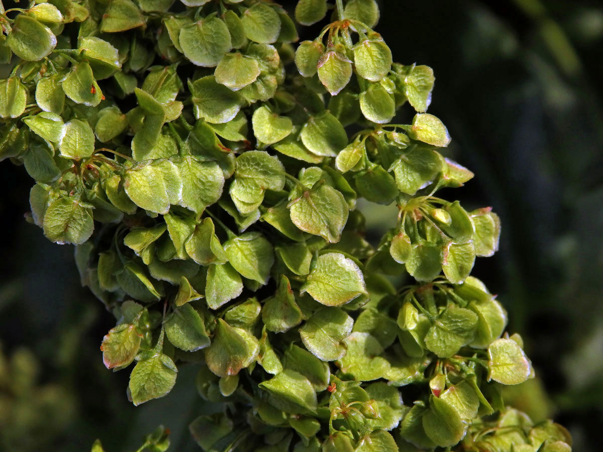 Šťovík dlouholistý (Rumex longifolius DC.)