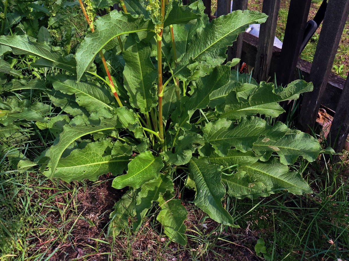 Šťovík dlouholistý (Rumex longifolius DC.)