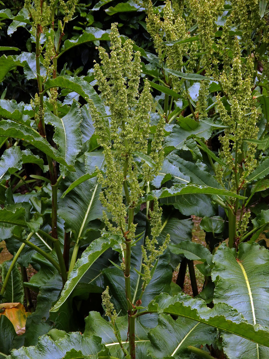 Šťovík azorský (Rumex azoricus Rech. fil.)