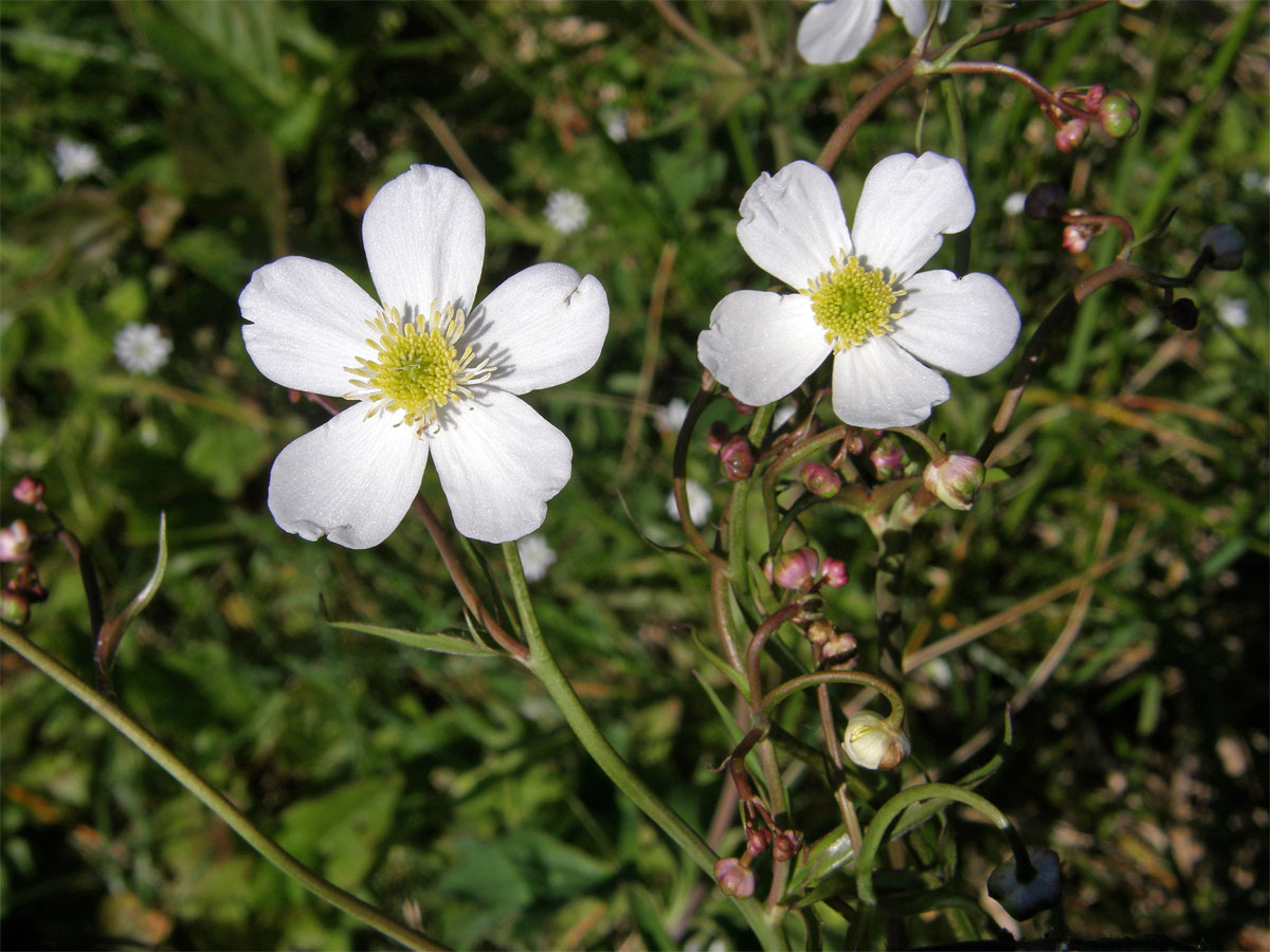 Pryskyřník platanolistý (Ranunculus platanifolius L.)