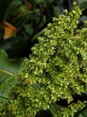 Šťovík azorský (Rumex azoricus Rech. fil.)