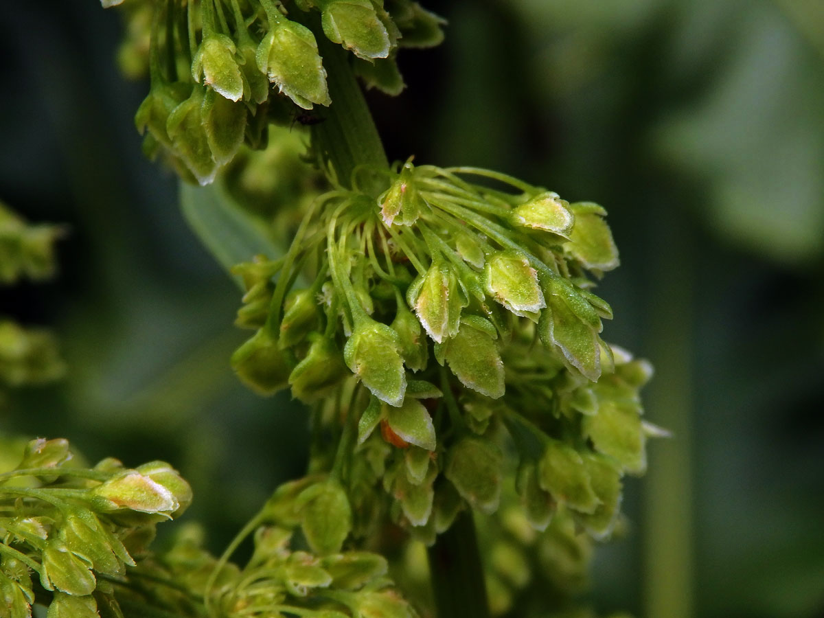 Šťovík azorský (Rumex azoricus Rech. fil.)