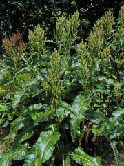 Šťovík azorský (Rumex azoricus Rech. fil.)