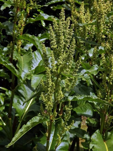 Šťovík azorský (Rumex azoricus Rech. fil.)