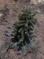 Hadinec italský (Echium italicum L.)