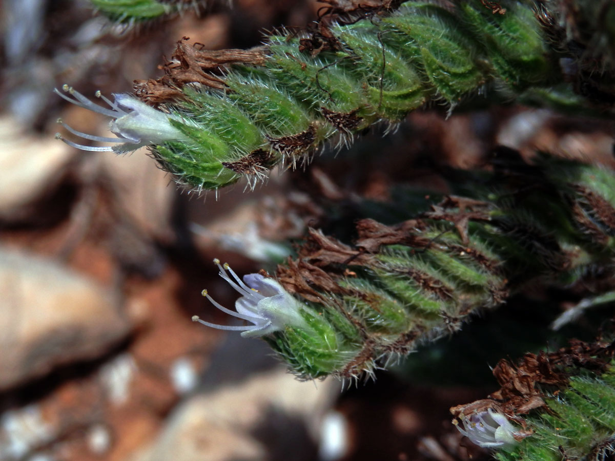 Hadinec italský (Echium italicum L.)