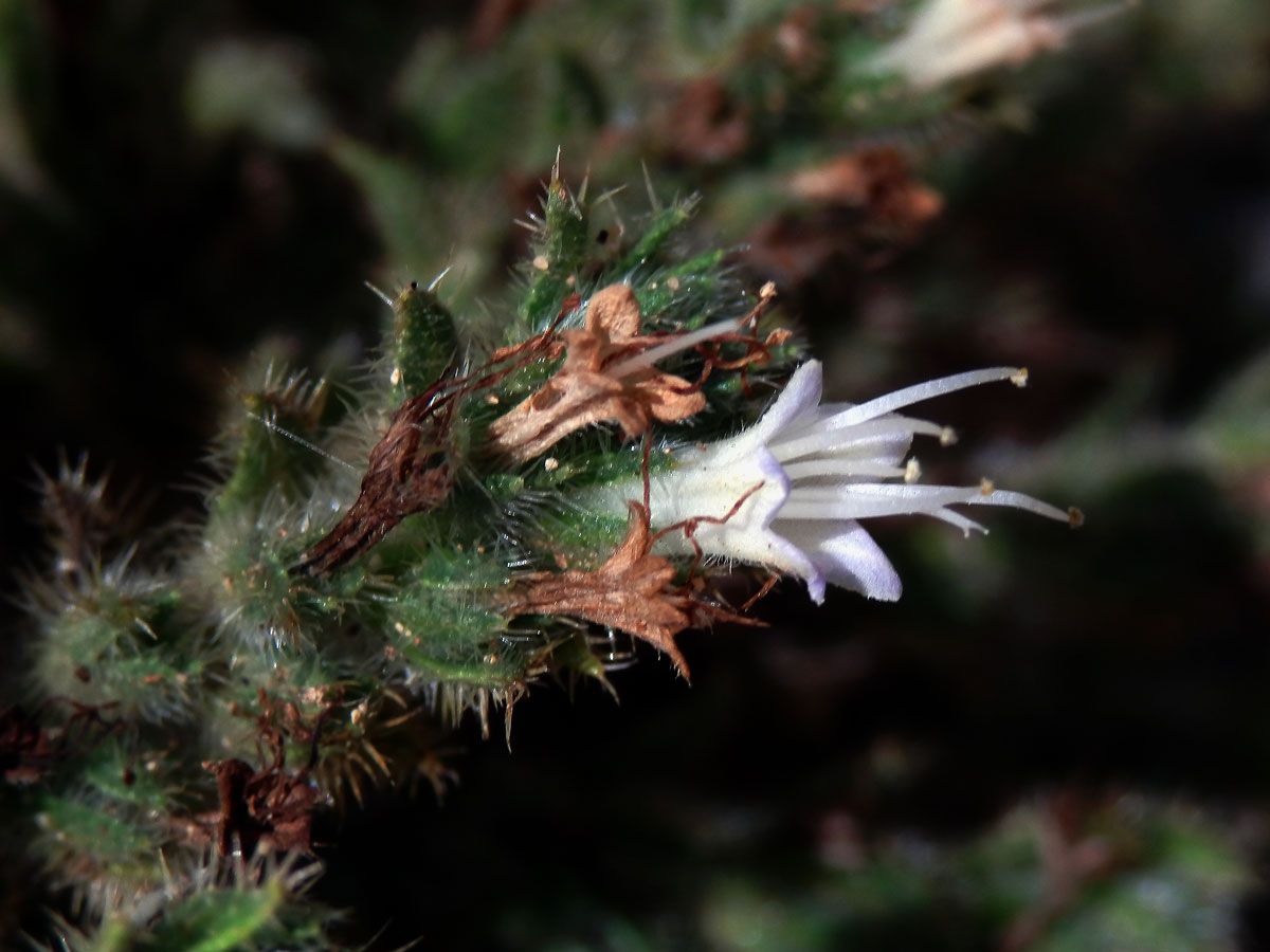 Hadinec italský (Echium italicum L.)