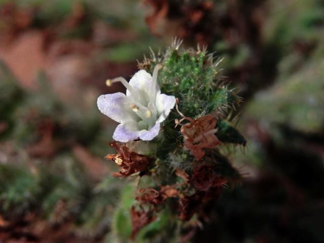 Hadinec italský (Echium italicum L.)