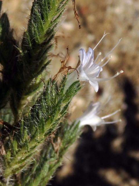 Hadinec italský (Echium italicum L.)