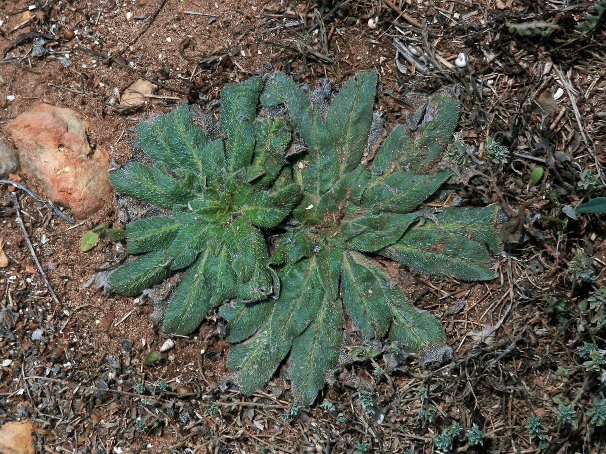 Hadinec italský (Echium italicum L.)