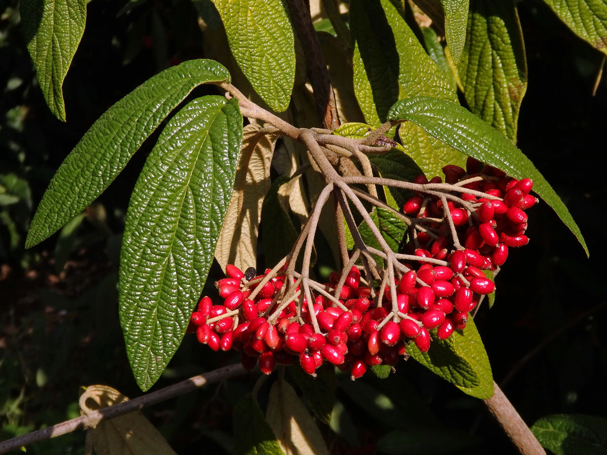 Kalina svraskalá (Viburnum rhitidophyllum Hemsley)