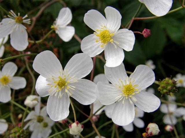 Pryskyřník platanolistý (Ranunculus platanifolius L.)