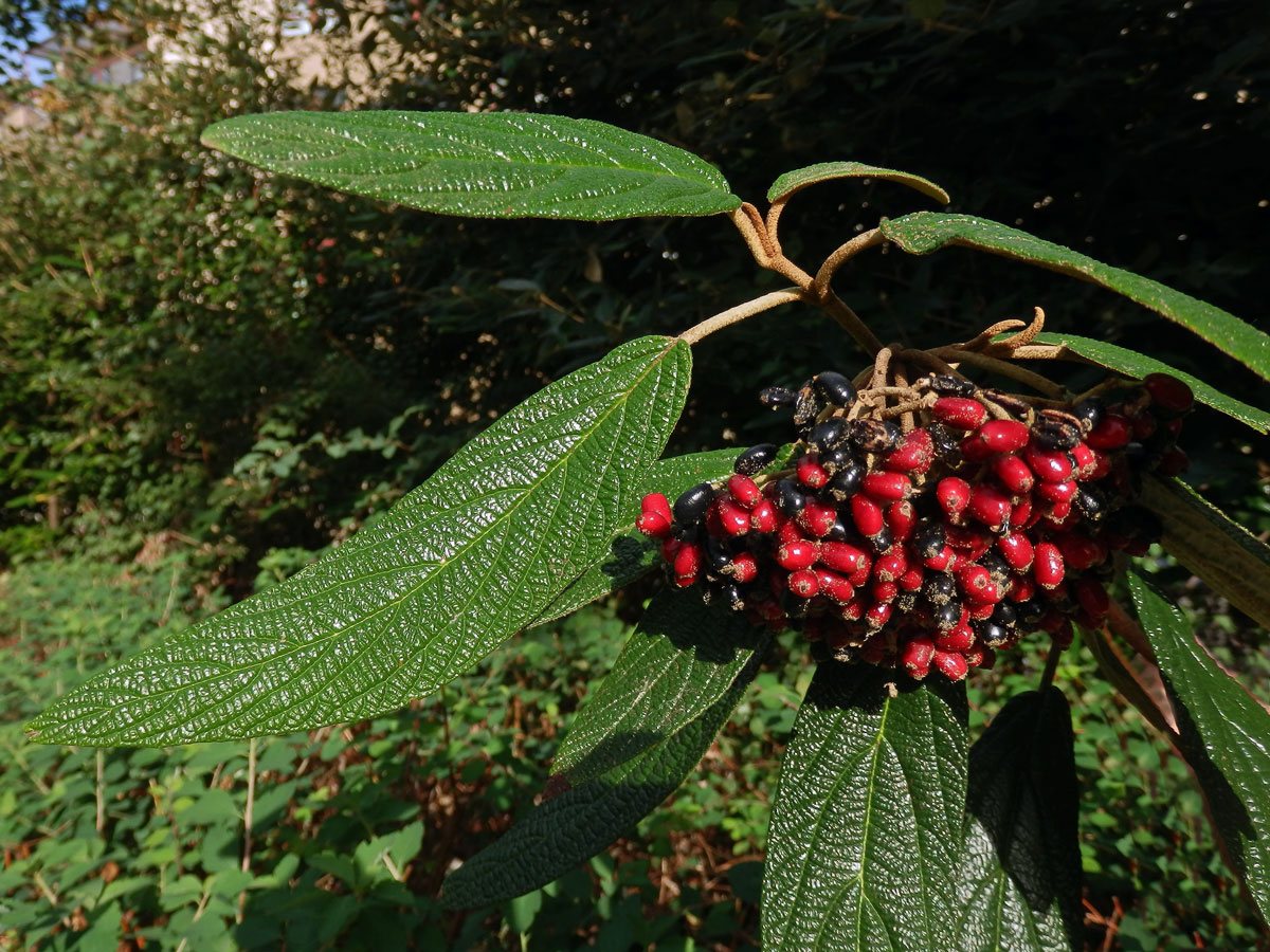 Kalina svraskalá (Viburnum rhitidophyllum Hemsley)