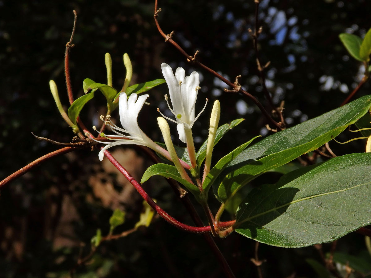 Zimolez japonský (Lonicera japonica Thunb.)