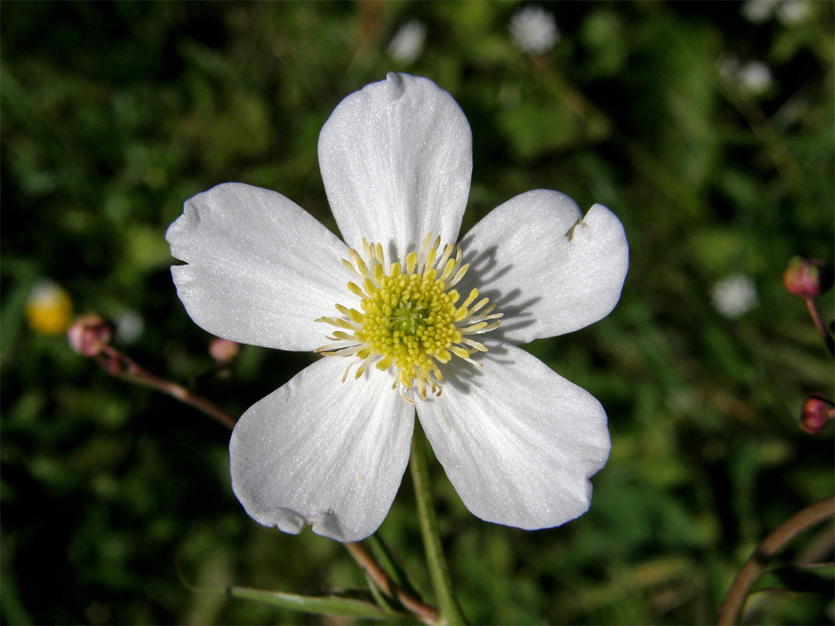 Pryskyřník platanolistý (Ranunculus platanifolius L.)