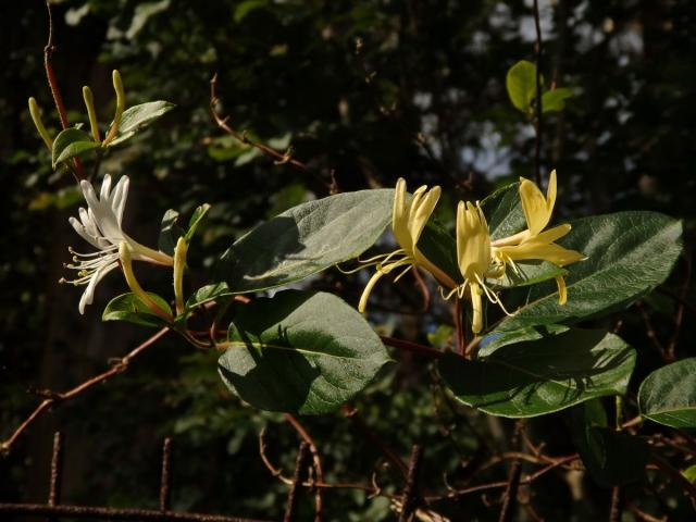 Zimolez japonský (Lonicera japonica Thunb.)