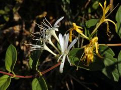 Zimolez japonský (Lonicera japonica Thunb.)