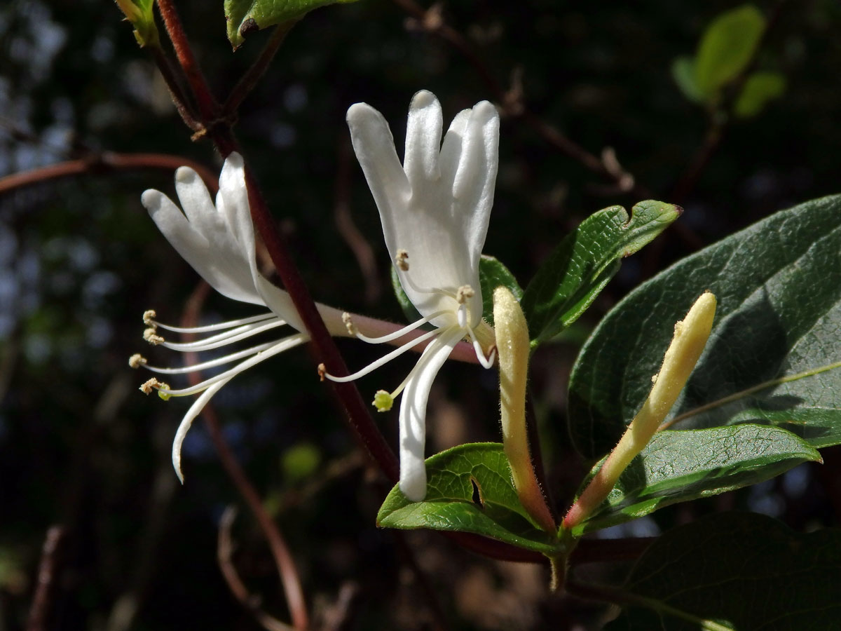 Zimolez japonský (Lonicera japonica Thunb.)