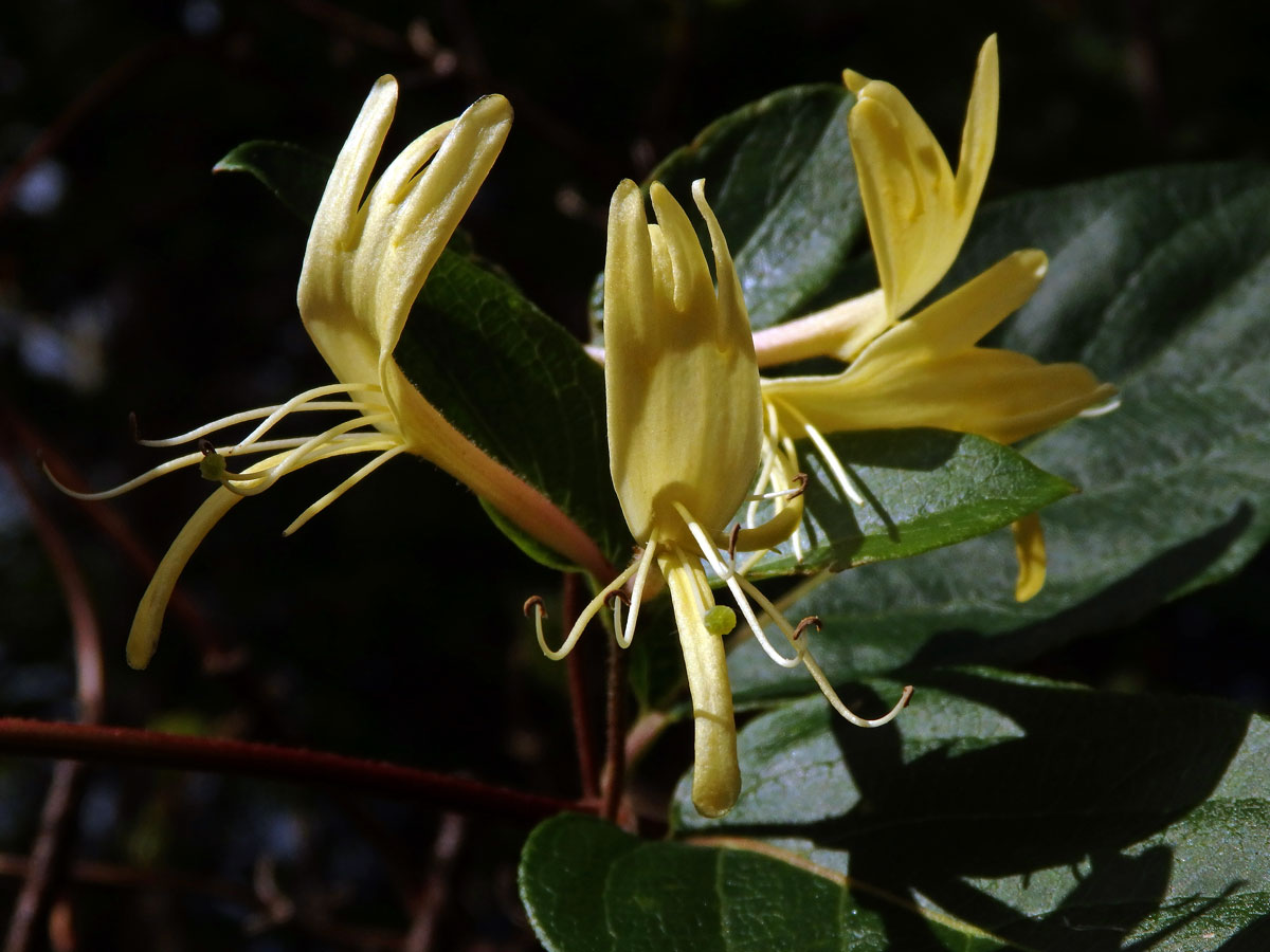 Zimolez japonský (Lonicera japonica Thunb.)