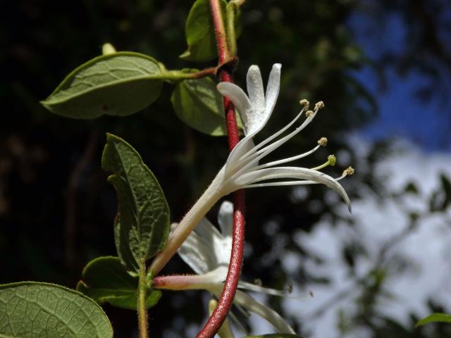 Zimolez japonský (Lonicera japonica Thunb.)