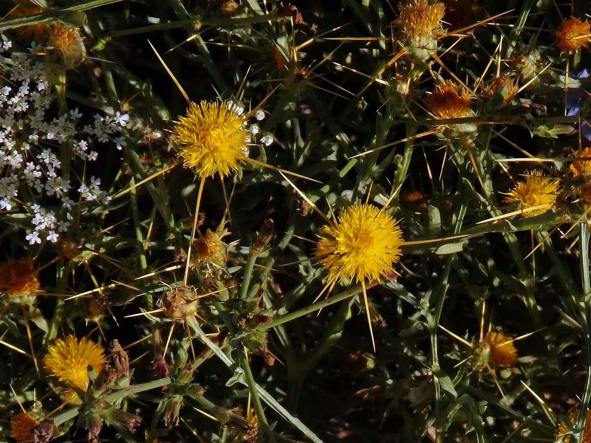 Chrpa žlutá (Centaurea solstitialis L.)