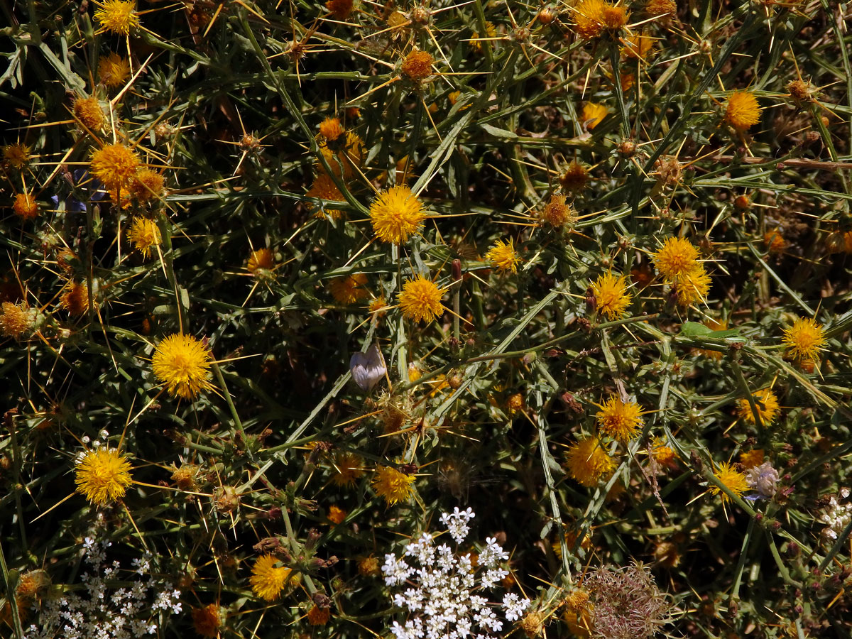 Chrpa žlutá (Centaurea solstitialis L.)