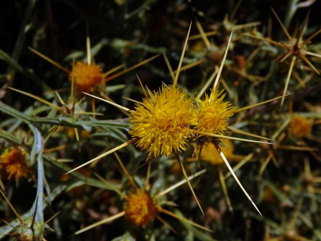 Chrpa žlutá (Centaurea solstitialis L.)