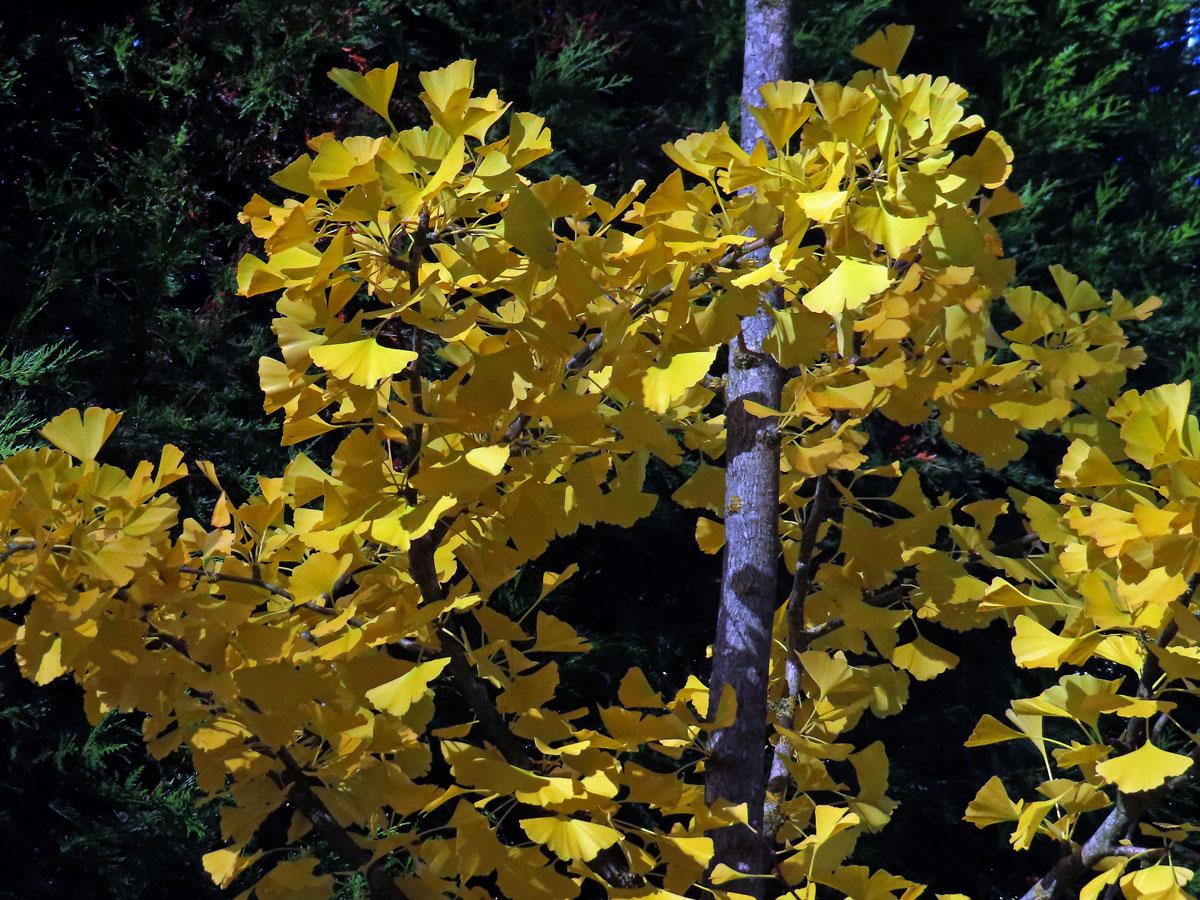 Jinan dvoulaločný (Ginkgo biloba L.)