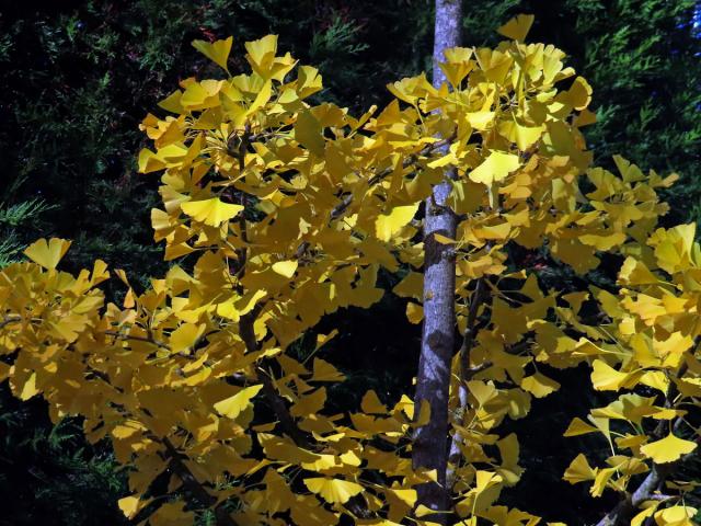 Jinan dvoulaločný (Ginkgo biloba L.)