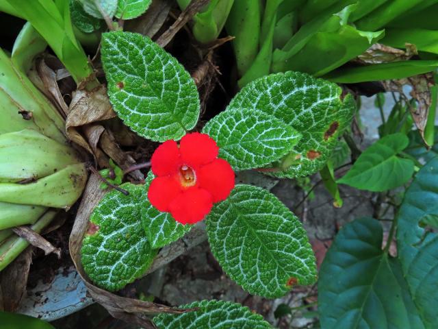 Episcia cupreata (Hook.) Hanst.