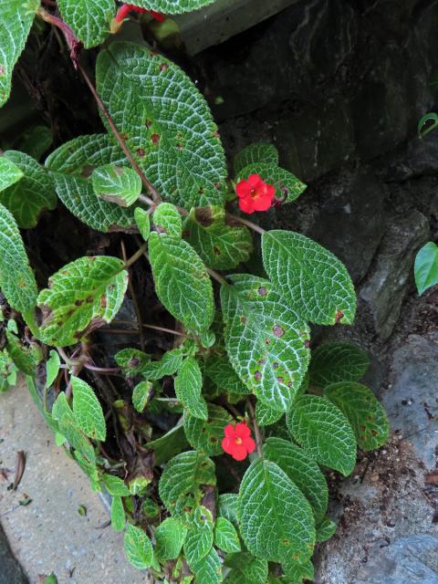 Episcia cupreata (Hook.) Hanst.