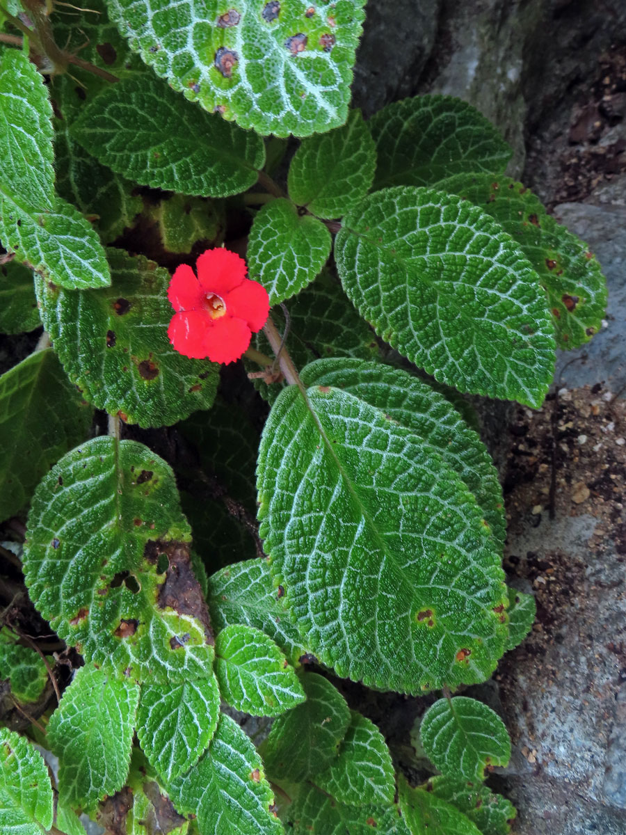 Episcia cupreata (Hook.) Hanst.