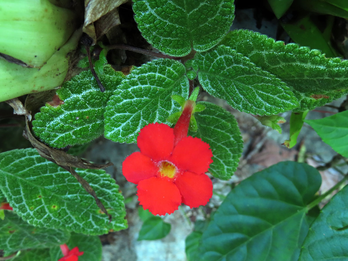 Episcia cupreata (Hook.) Hanst.