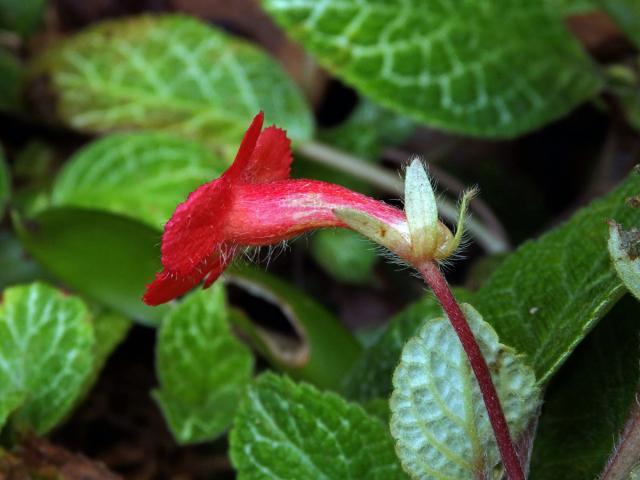 Episcia cupreata (Hook.) Hanst.