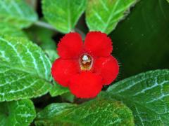 Episcia cupreata (Hook.) Hanst.