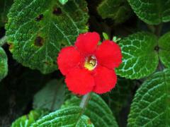 Episcia cupreata (Hook.) Hanst.