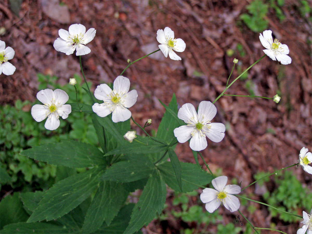 Pryskyřník omějolistý (Ranunculus aconitifolius L.)