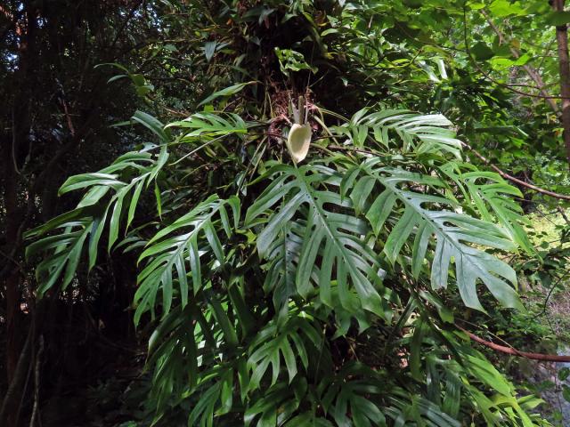 Monstera pinnatipartita Schott