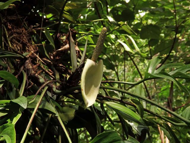 Monstera pinnatipartita Schott