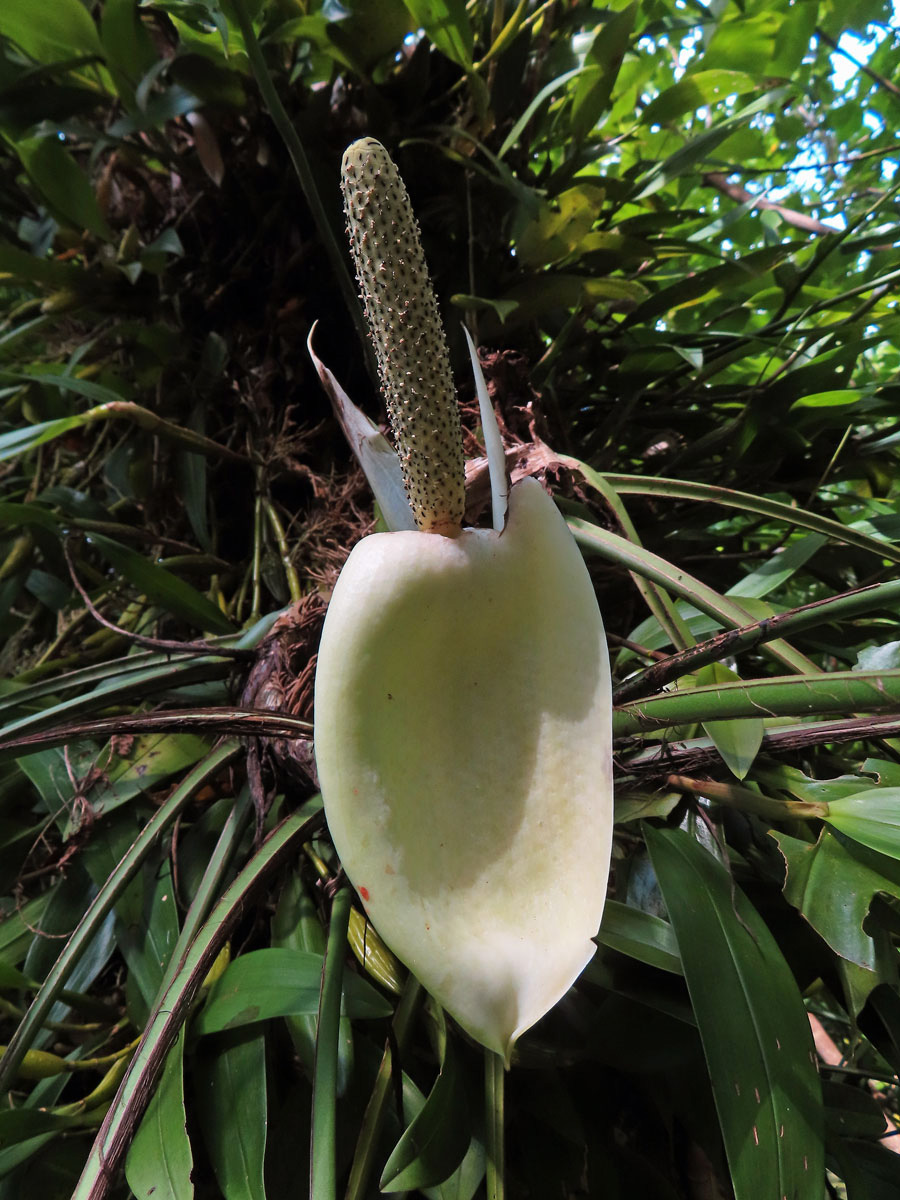 Monstera pinnatipartita Schott