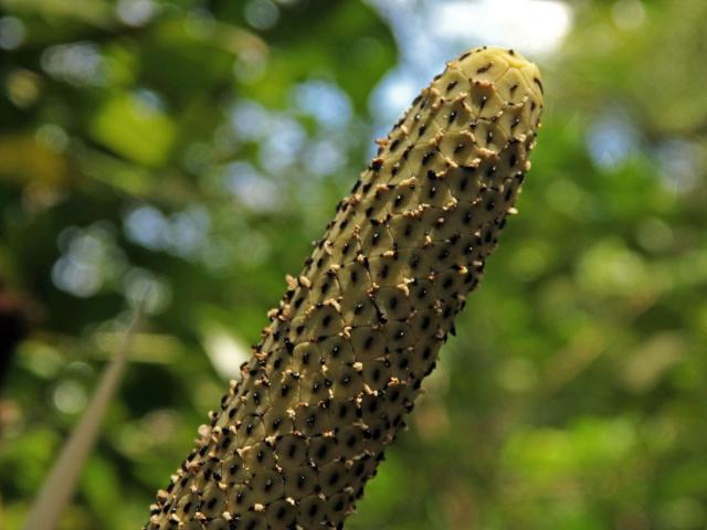 Monstera pinnatipartita Schott