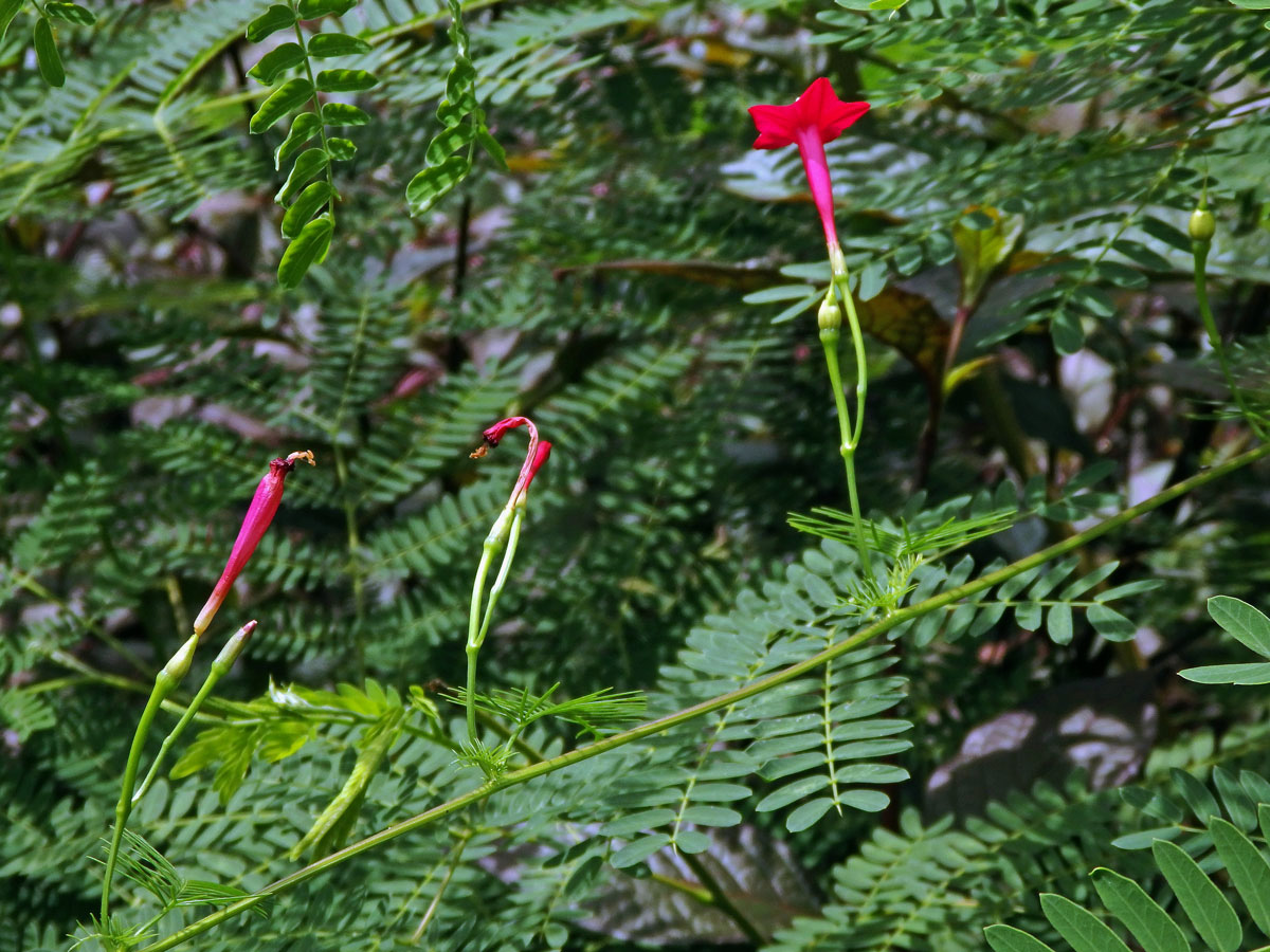 Povíjnice (Ipomoea quamoclit L.)