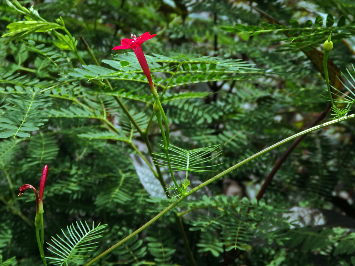 Povíjnice (Ipomoea quamoclit L.)