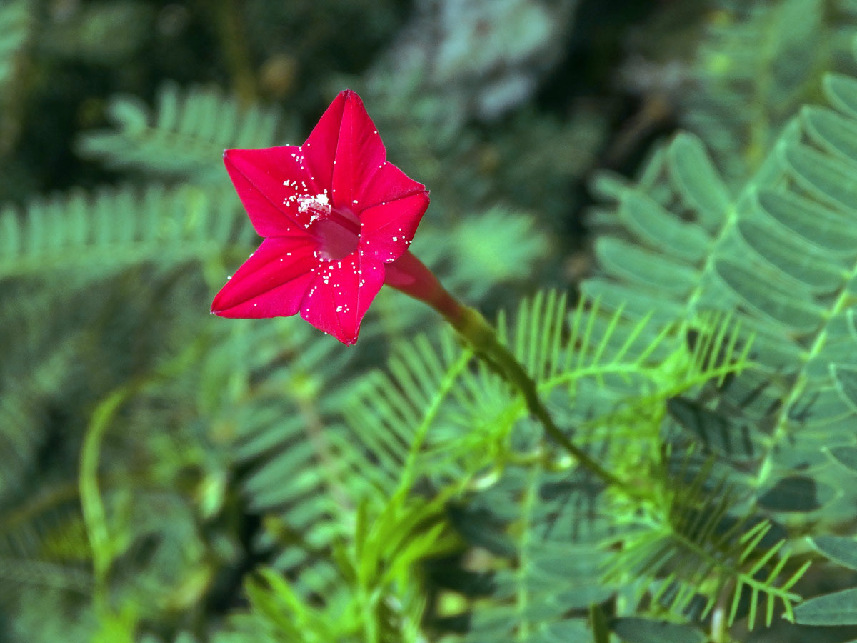 Povíjnice (Ipomoea quamoclit L.)