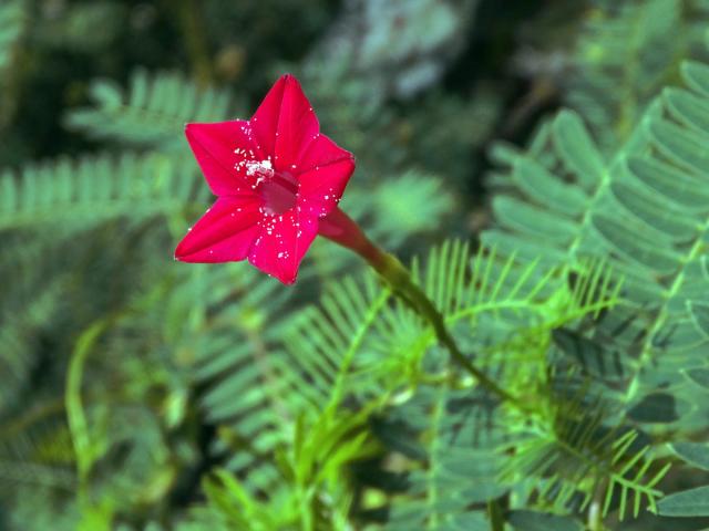 Povíjnice (Ipomoea quamoclit L.)