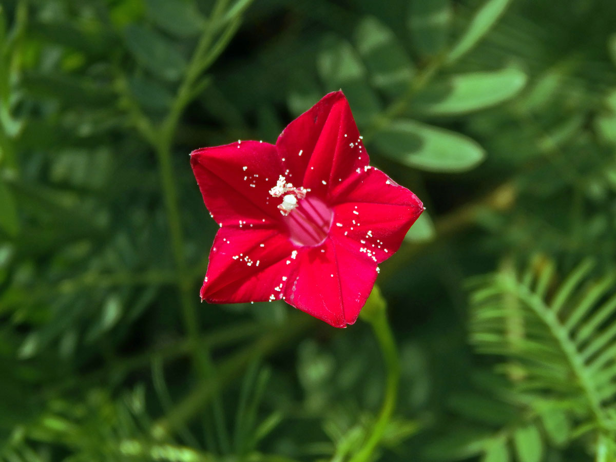 Povíjnice (Ipomoea quamoclit L.)