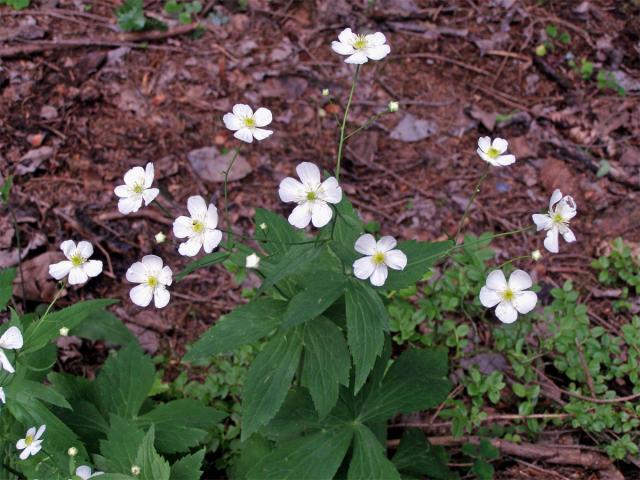 Pryskyřník omějolistý (Ranunculus aconitifolius L.)