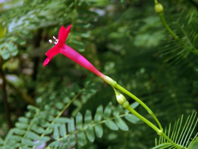 Povíjnice (Ipomoea quamoclit L.)