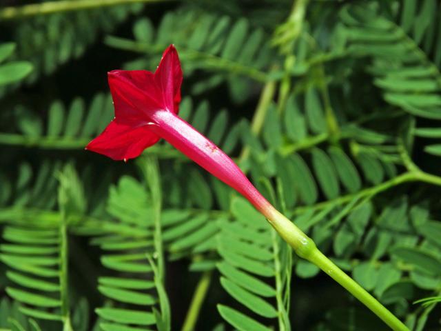 Povíjnice (Ipomoea quamoclit L.)