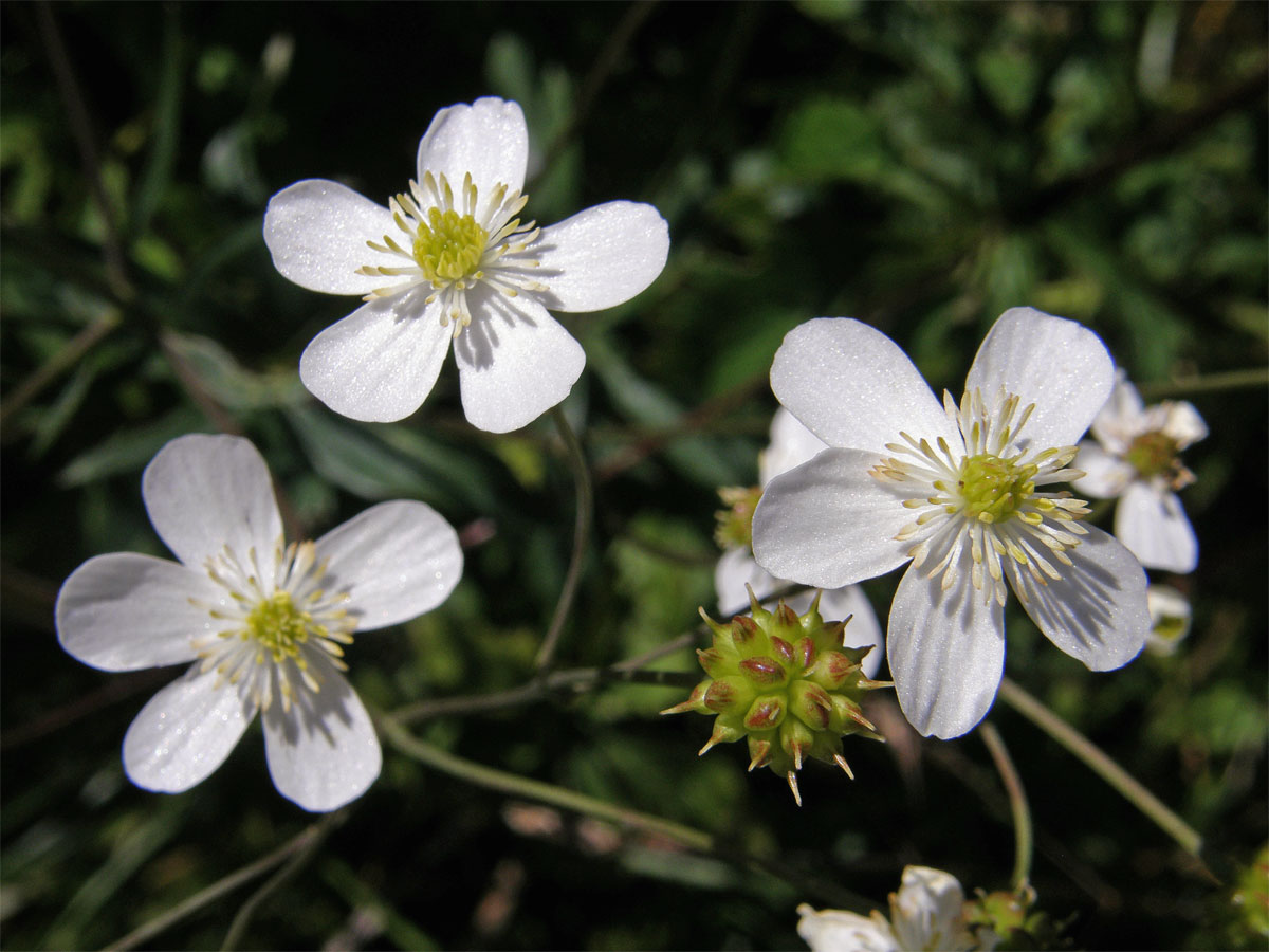 Pryskyřník omějolistý (Ranunculus aconitifolius L.)